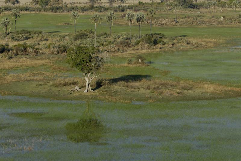 0298_Botswana_Maun_Okavongo