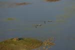 0352_Botswana_Maun_Okavongo_Mokoros