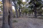1158_Botswana_Xakanaxa_Mopan