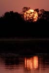 1458_Botswana_Xakanaxa_Soleil_couchant