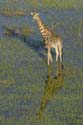 0200_Botswana_Maun_Girafes
