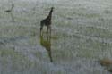 0206_Botswana_Maun_Girafes