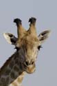 3878_Botswana_Chobe_Girafes
