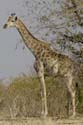 3883_Botswana_Chobe_Girafes
