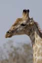 4469_Botswana_Chobe_Girafes