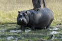 1277_Botswana_Xakanaxa_Hippopotames