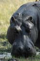 1283_Botswana_Xakanaxa_Hippopotames