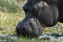 1292_Botswana_Xakanaxa_Hippopotames