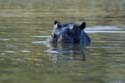 1857_Botswana_Khwai_Hippopotames