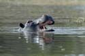 1861_Botswana_Khwai_Hippopotames