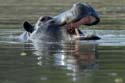 1861_Botswana_Khwai_Hippopotames_1
