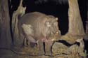 2048_Botswana_Khwai_Hippopotames