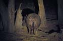 2068_Botswana_Khwai_Hippopotames