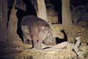 2072_Botswana_Khwai_Hippopotames