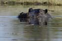 2273_Botswana_Khwai_Hippopotames