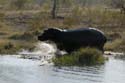 2283_Botswana_Khwai_Hippopotames