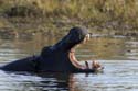 2307_Botswana_Khwai_Hippopotames