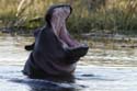 2313_Botswana_Khwai_Hippopotames