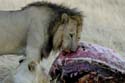 1129_Botswana_Xakanaxa_Lions
