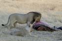 1140_Botswana_Xakanaxa_Lions