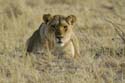 1176_Botswana_Xakanaxa_Lions