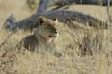 1191_Botswana_Xakanaxa_Lions