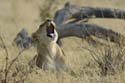 1208_Botswana_Xakanaxa_Lions