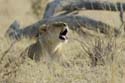 1210_Botswana_Xakanaxa_Lions