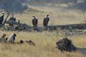 1399_Botswana_Xakanaxa_Lions