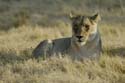 1518_Botswana_Xakanaxa_Lions