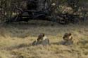 1520_Botswana_Xakanaxa_Lions