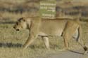 1528_Botswana_Xakanaxa_Lions