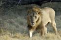 1536_Botswana_Xakanaxa_Lions