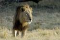 1547_Botswana_Xakanaxa_Lions