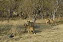 1562_Botswana_Xakanaxa_Lions