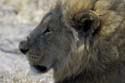 3048_Botswana_Savuti_Lions