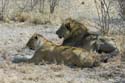 3051_Botswana_Savuti_Lions