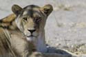 3055_Botswana_Savuti_Lions