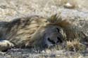 3056_Botswana_Savuti_Lions