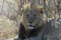 3066_Botswana_Savuti_Lions