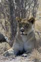 3076_Botswana_Savuti_Lions