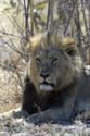 3077_Botswana_Savuti_Lions