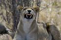 3087_Botswana_Savuti_Lions