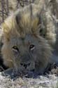 3089_Botswana_Savuti_Lions_1