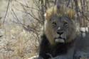 3092_Botswana_Savuti_Lions
