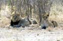 3094_Botswana_Savuti_Lions