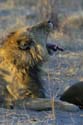 3176_Botswana_Savuti_Lions_1