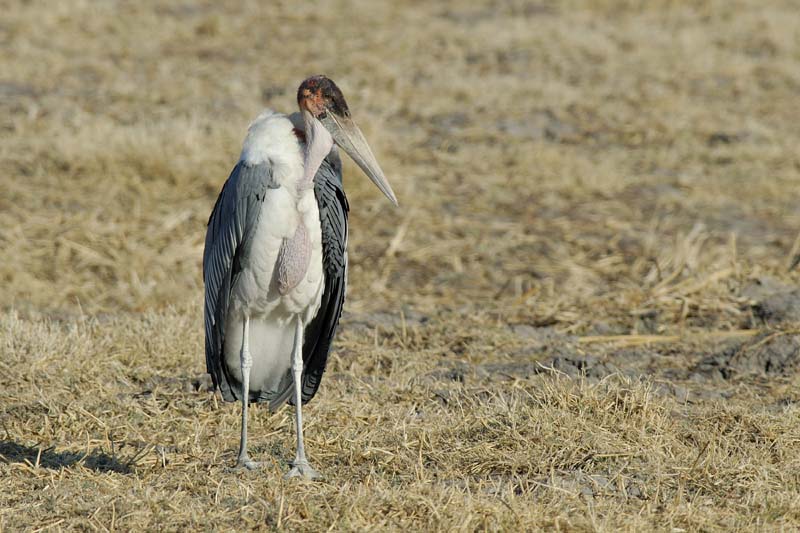 0535_Botswana_Xakanaxa_Marabouts_d_Afrique