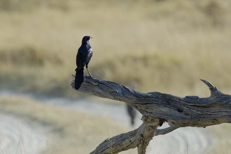 0539_Botswana_Xakanaxa_Drongo