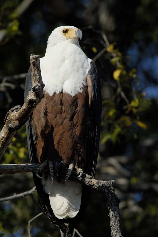 0549_Botswana_Xakanaxa_Aigle_pecheur